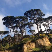 Lebanese Cypress trees  - Desktop Background.