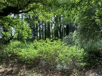 forests of England, Wiltshire - Desktop Background.