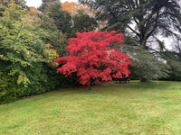 Red Fauna of  England, Wiltshire - Desktop Background.